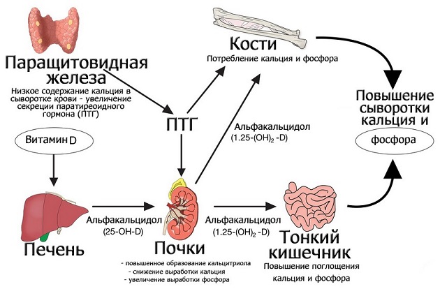 Схема паратгормона